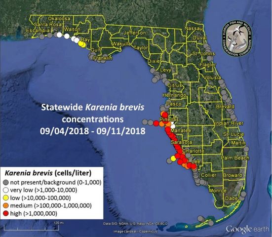 red tide persisting from lee county up to pinellas county clearwater beach red tide chart